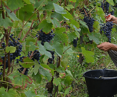 Les vendanges.